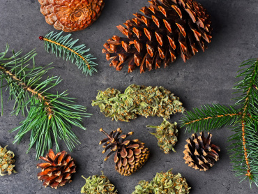 How To Open Pine Cones Without Oven?
