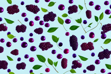 Two branches of boysenberry and mulberry fruits