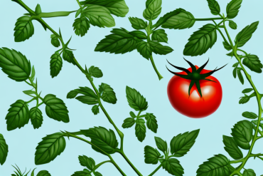 A tomato plant with ripe tomatoes growing on the vine